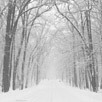 Background image snowy forest